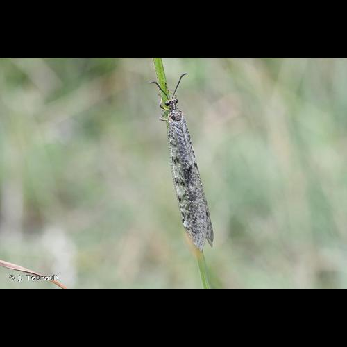 <i>Distoleon tetragrammicus</i> (Fabricius, 1798) &copy; J. Touroult