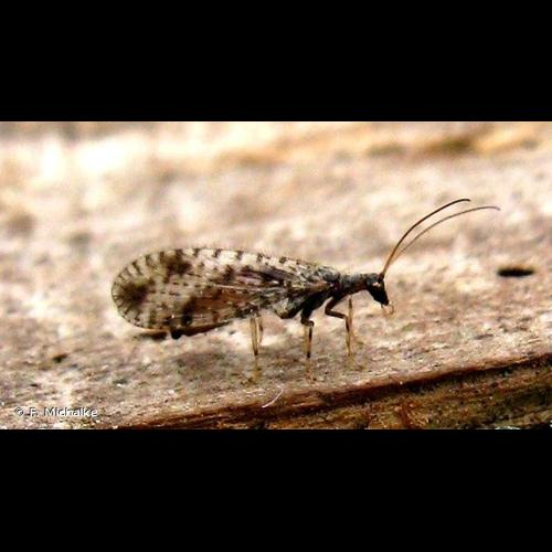 <i>Micromus variegatus</i> (Fabricius, 1793) &copy; F. Michalke