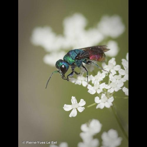 <i>Chrysis ignita</i> (Linnaeus, 1758) &copy; Pierre-Yves Le Bail
