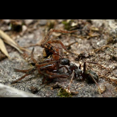 <i>Formica cunicularia</i> Latreille, 1798 &copy; Q. Rome