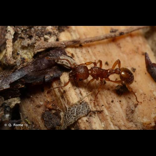 <i>Myrmica scabrinodis</i> Nylander, 1846 &copy; Q. Rome