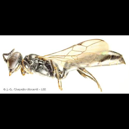 <i>Trypoxylon clavicerum</i> Lepeletier de Saint Fargeau & Audinet-Serville, 1828 &copy; J.-D. Chapelin-Viscardi - LEE