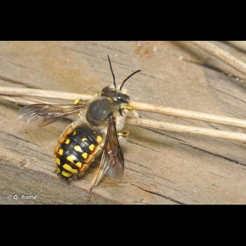 <i>Anthidium manicatum</i> (Linnaeus, 1758) &copy; Q. Rome