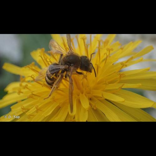 <i>Halictus scabiosae</i> (Rossi, 1790) &copy; D. Top
