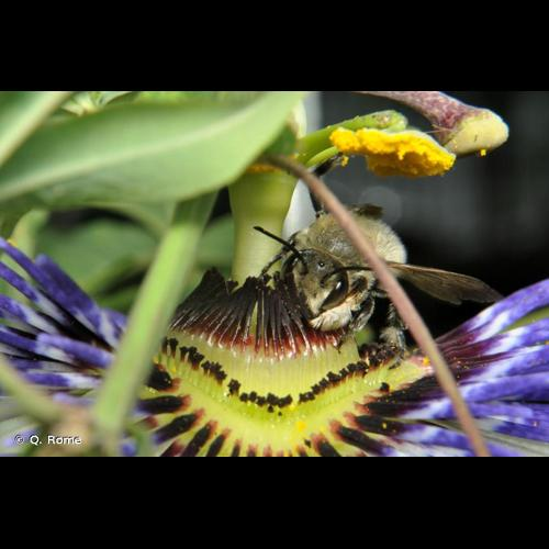 <i>Megachile willughbiella</i> (Kirby, 1802) &copy; Q. Rome