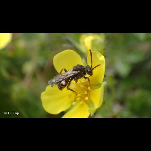 <i>Nomada flavoguttata</i> (Kirby, 1802) &copy; D. Top