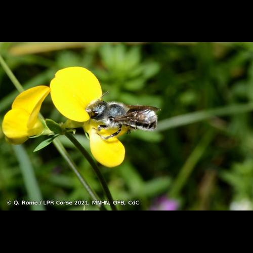 <i>Osmia caerulescens</i> (Linnaeus, 1758) &copy; Q. Rome / LPR Corse 2021, MNHN, OFB, CdC