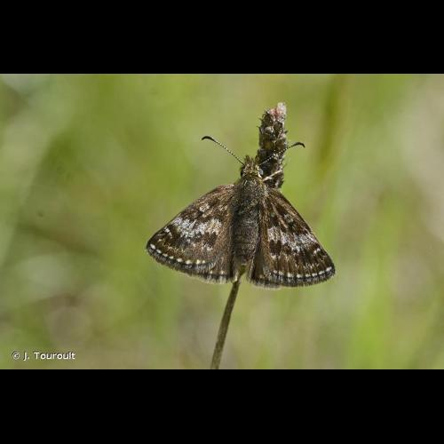 <i>Erynnis tages</i> (Linnaeus, 1758) &copy; J. Touroult