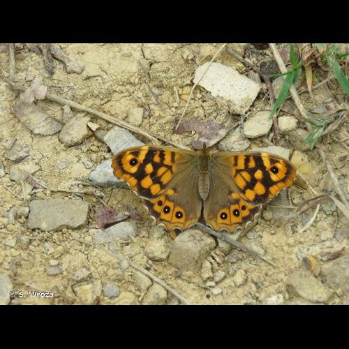 <i>Pararge aegeria</i> (Linnaeus, 1758) &copy; S. Wroza