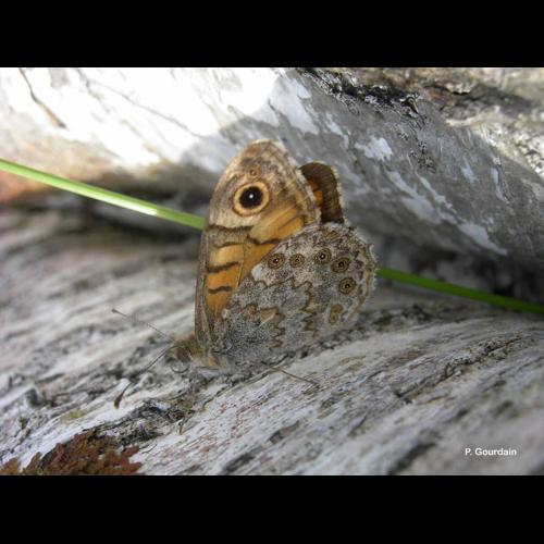 <i>Lasiommata megera</i> (Linnaeus, 1767) &copy; P. Gourdain