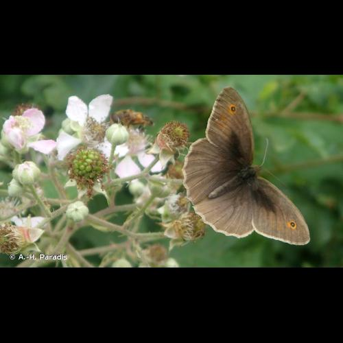 <i>Maniola jurtina</i> (Linnaeus, 1758) &copy; A.-H. Paradis