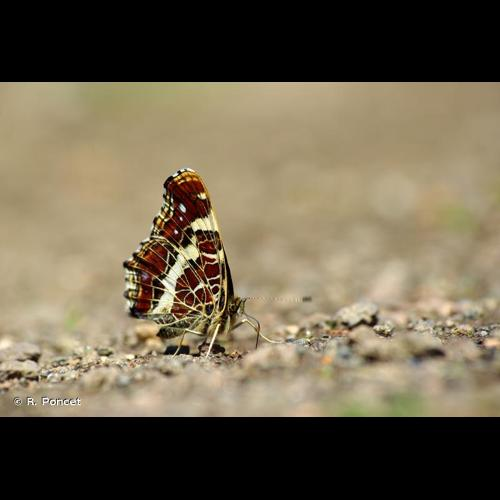 <i>Araschnia levana</i> (Linnaeus, 1758) &copy; R. Poncet