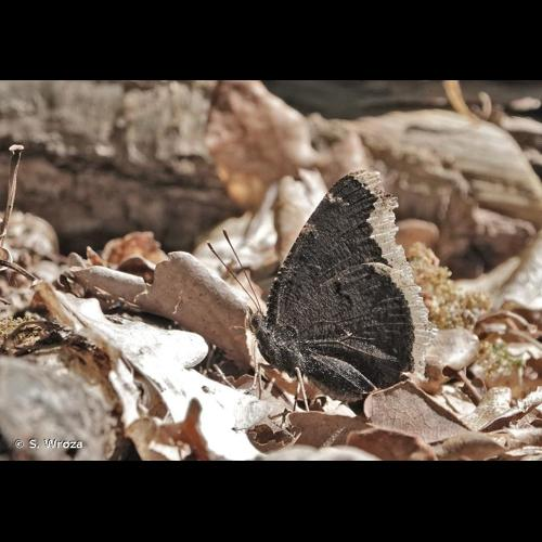 <i>Nymphalis antiopa</i> (Linnaeus, 1758) &copy; S. Wroza