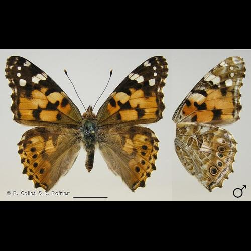 <i>Vanessa cardui</i> (Linnaeus, 1758) &copy; P. Collet & E. Poirier