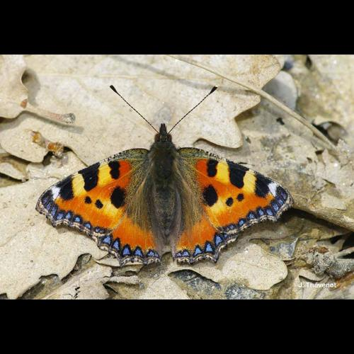 <i>Aglais urticae</i> (Linnaeus, 1758) &copy; J. Thévenot