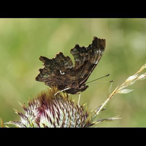 <i>Polygonia c-album</i> (Linnaeus, 1758) &copy; S. Wroza