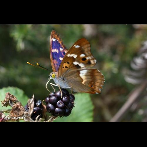 <i>Apatura ilia</i> (Denis & Schiffermüller, 1775) &copy; J. Touroult