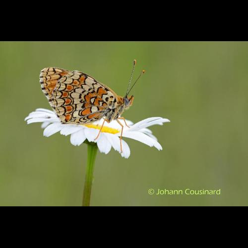 <i>Melitaea phoebe</i> (Denis & Schiffermüller, 1775) &copy; Johann Cousinard
