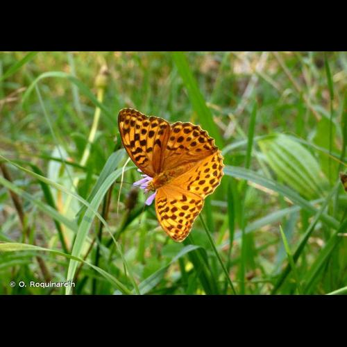 <i>Argynnis paphia</i> (Linnaeus, 1758) &copy; O. Roquinarc'h