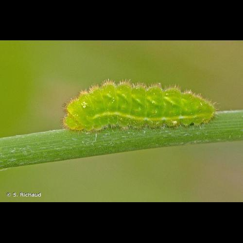 <i>Celastrina argiolus</i> (Linnaeus, 1758) &copy; S. Richaud