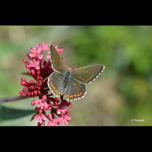 <i>Lysandra bellargus</i> (Rottemburg, 1775) &copy; J. Touroult