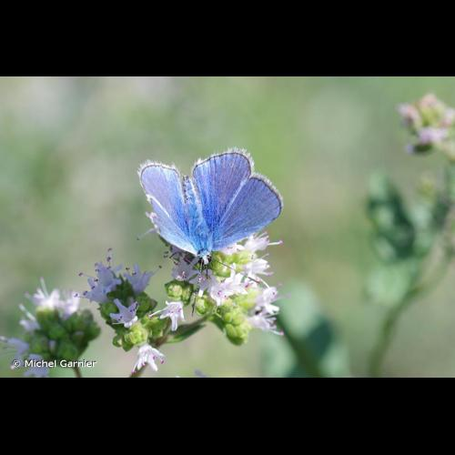 <i>Polyommatus icarus</i> (Rottemburg, 1775) &copy; Michel Garnier