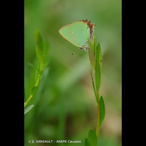 <i>Callophrys rubi</i> (Linnaeus, 1758) &copy; E. SANSAULT - ANEPE Caudalis