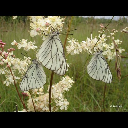 <i>Aporia crataegi</i> (Linnaeus, 1758) &copy; O. Delzons