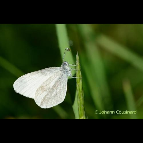 <i>Leptidea sinapis</i> (Linnaeus, 1758) &copy; Johann Cousinard