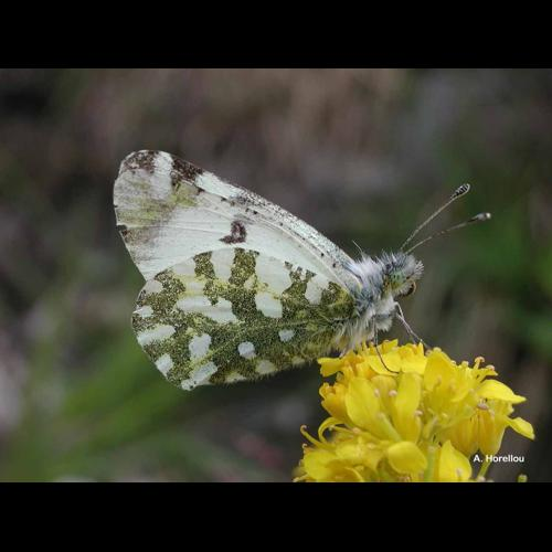 <i>Euchloe crameri</i> Butler, 1869 &copy; A. Horellou