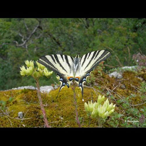 <i>Iphiclides podalirius</i> (Linnaeus, 1758) &copy; P. Gourdain