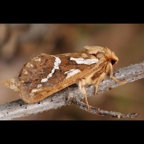<i>Korscheltellus lupulinus</i> (Linnaeus, 1758) &copy; D. Morel