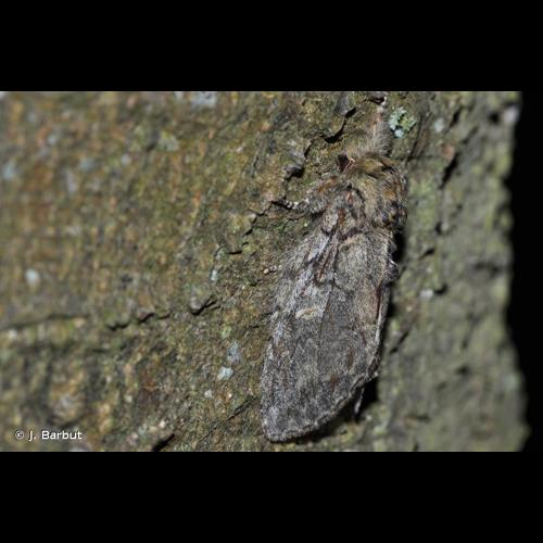 <i>Peridea anceps</i> (Goeze, 1781) &copy; J. Barbut