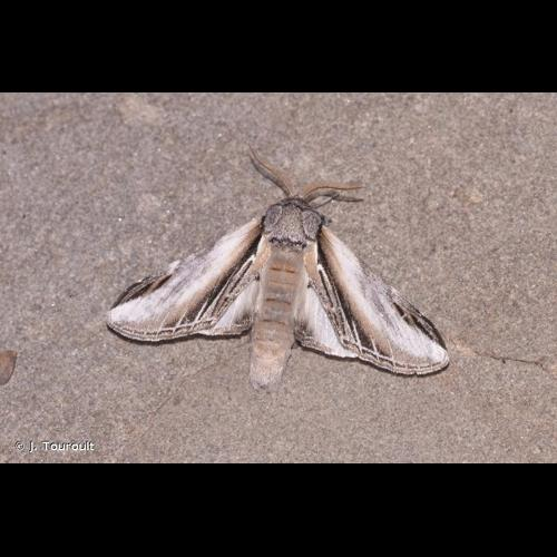 <i>Pheosia tremula</i> (Clerck, 1759) &copy; J. Touroult