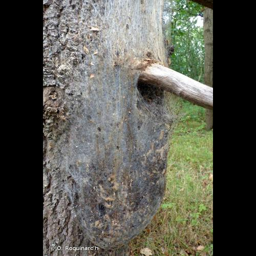 <i>Thaumetopoea processionea</i> (Linnaeus, 1758) &copy; O. Roquinarc'h