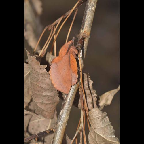 <i>Gastropacha quercifolia</i> (Linnaeus, 1758) &copy; J. Touroult