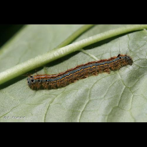 <i>Malacosoma neustria</i> (Linnaeus, 1758) &copy; P. Chatard