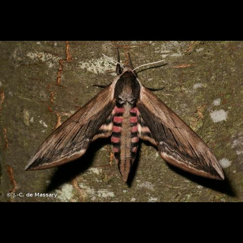 <i>Sphinx ligustri</i> Linnaeus, 1758 &copy; J.-C. de Massary
