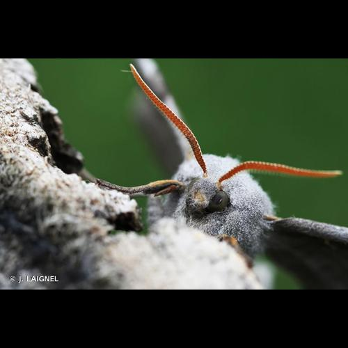 <i>Laothoe populi</i> (Linnaeus, 1758) &copy; J. LAIGNEL