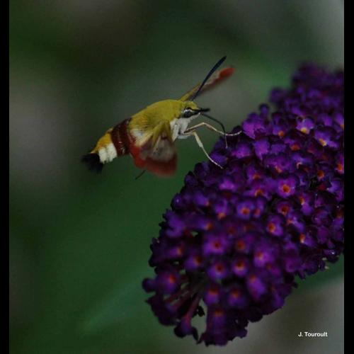 <i>Hemaris fuciformis</i> (Linnaeus, 1758) &copy; J. Touroult