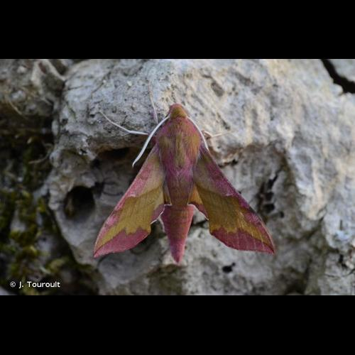 <i>Deilephila porcellus</i> (Linnaeus, 1758) &copy; J. Touroult