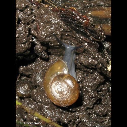 <i>Aegopinella nitidula</i> (Draparnaud, 1805) &copy; O. Gargominy