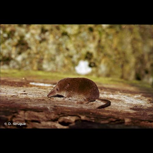 <i>Sorex minutus</i> Linnaeus, 1766 &copy; D. Sirugue