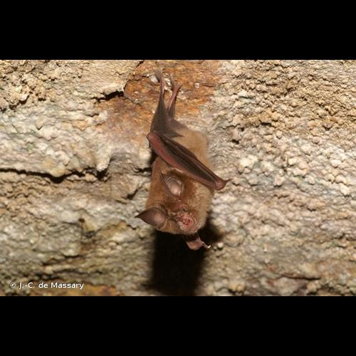 <i>Rhinolophus ferrumequinum</i> (Schreber, 1774) &copy; J.-C. de Massary