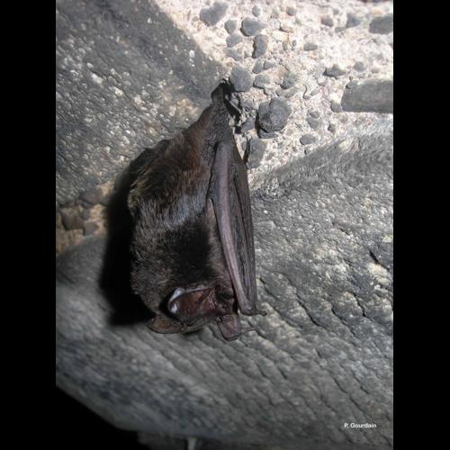 <i>Barbastella barbastellus</i> (Schreber, 1774) &copy; P. Gourdain