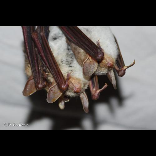 <i>Myotis myotis</i> (Borkhausen, 1797) &copy; P. Gourdain