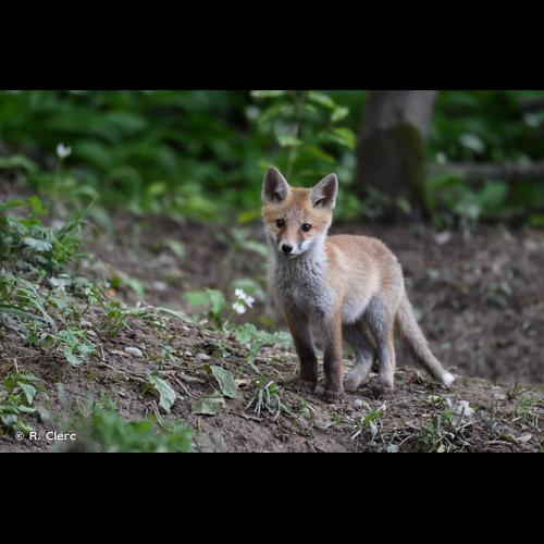 <i>Vulpes vulpes</i> (Linnaeus, 1758) &copy; R. Clerc