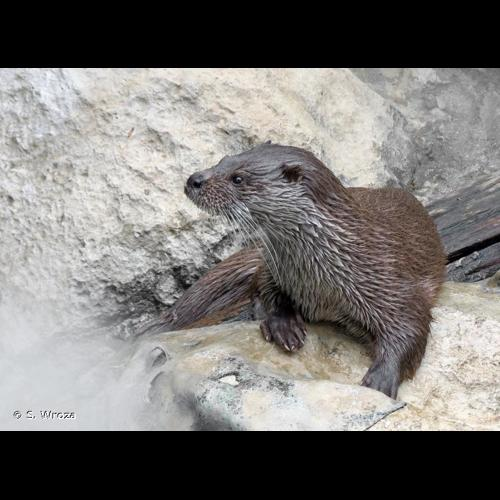 <i>Lutra lutra</i> (Linnaeus, 1758) &copy; S. Wroza