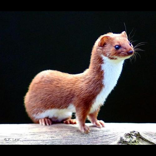<i>Mustela nivalis</i> Linnaeus, 1766 &copy; K. Law / Wikimedia Commons
