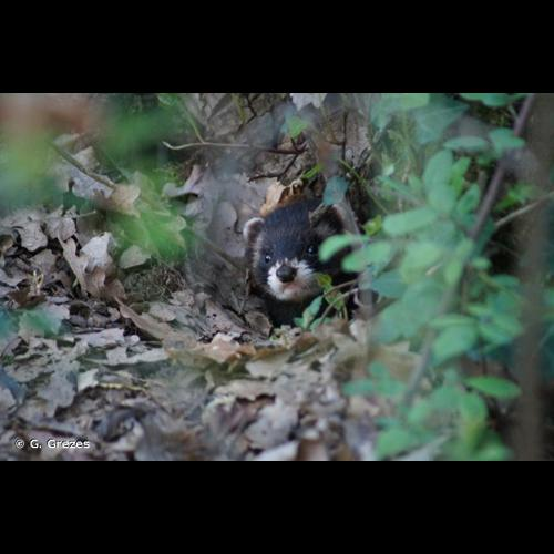 <i>Mustela putorius</i> Linnaeus, 1758 &copy; G. Grezes